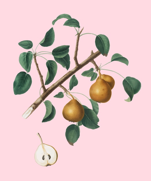 Pomona ItalianaイラストのSeckelの梨