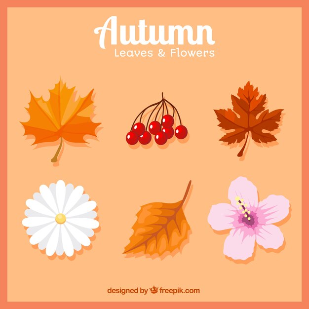 Selection of autumnal leaves and flowers