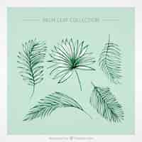 Free vector selection of decorative palm leaves