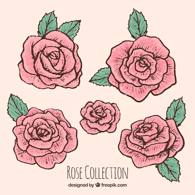 Free Vector selection of hand-drawn roses