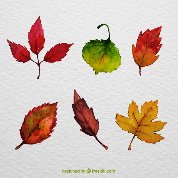 Free vector selection of leaves painted with watercolors