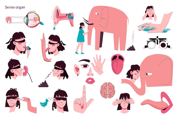 Sense organ people flat icon set human senses hearing smell taste composition with examples of ice cream elephant vector illustration