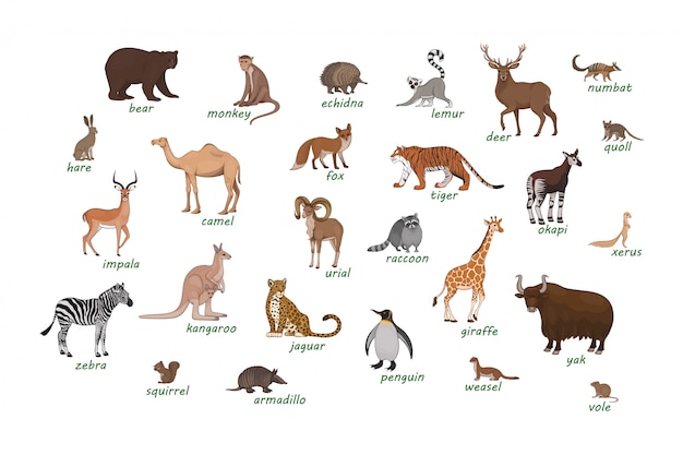 Wild Animals Chart Pdf