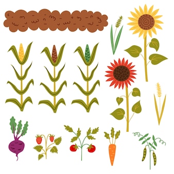 침대에서 가을 수확을 설정합니다. 정원 컬렉션: 침대, 옥수수, 해바라기, 밀, 완두콩 줄기, 당근, 토마토, 딸기, 사탕무. 벡터 손 그리기 클립 아트 프리미엄 벡터