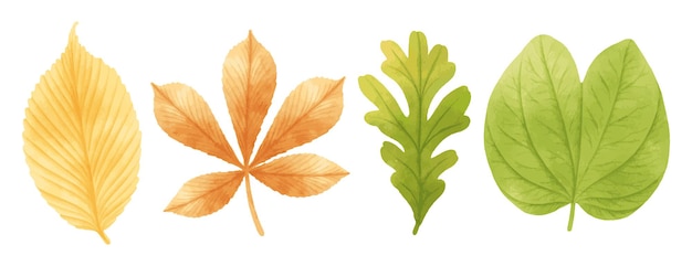 Free vector set of autumn leaves illustrations watercolor styles