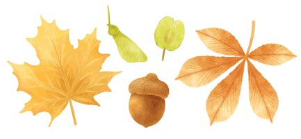 Set of autumn leaves illustrations watercolor styles