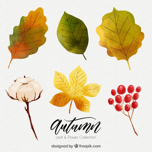 Set of autumnal watercolor leaves and flowers
