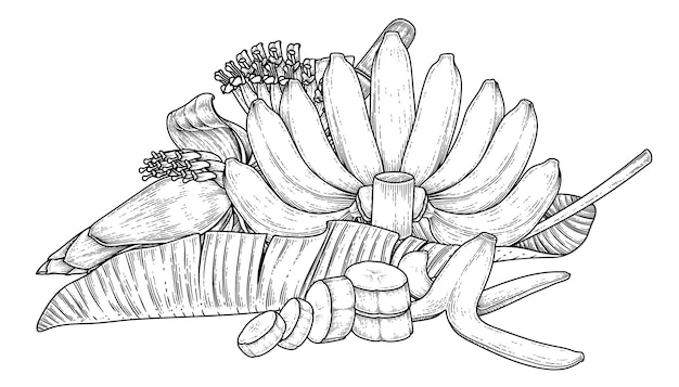 バナナの果実の葉とバナナの花の手描きスケッチのセット