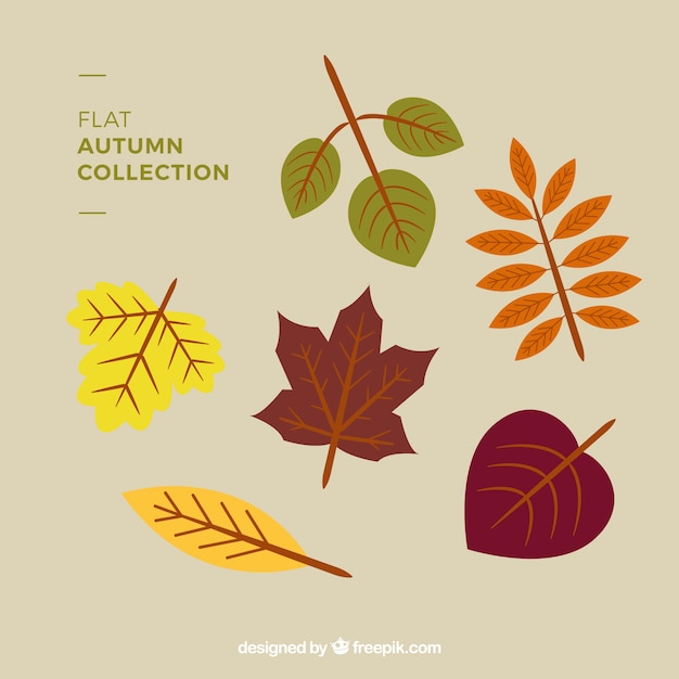 Free vector set of beautiful autumn leaves