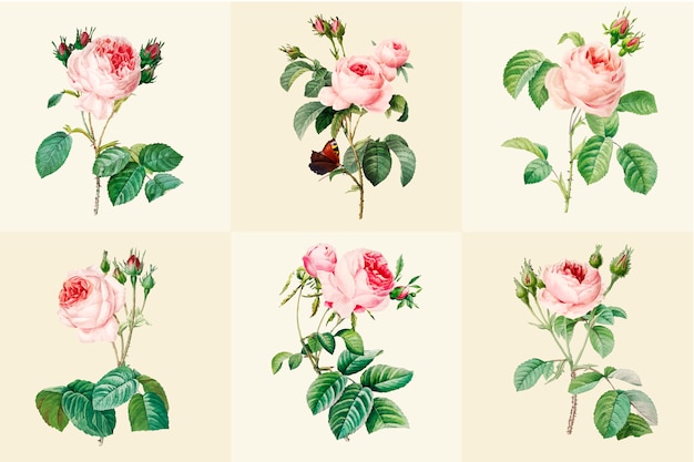 Free vector set of beautiful blooming roses