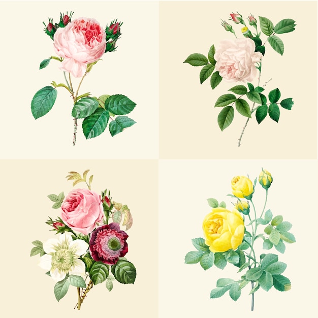 Free vector set of beautiful blooming roses