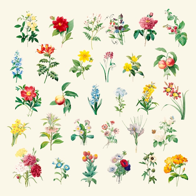 Free vector set of beautiful blooming wildflowers