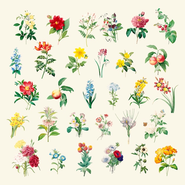 Free Vector set of beautiful blooming wildflowers