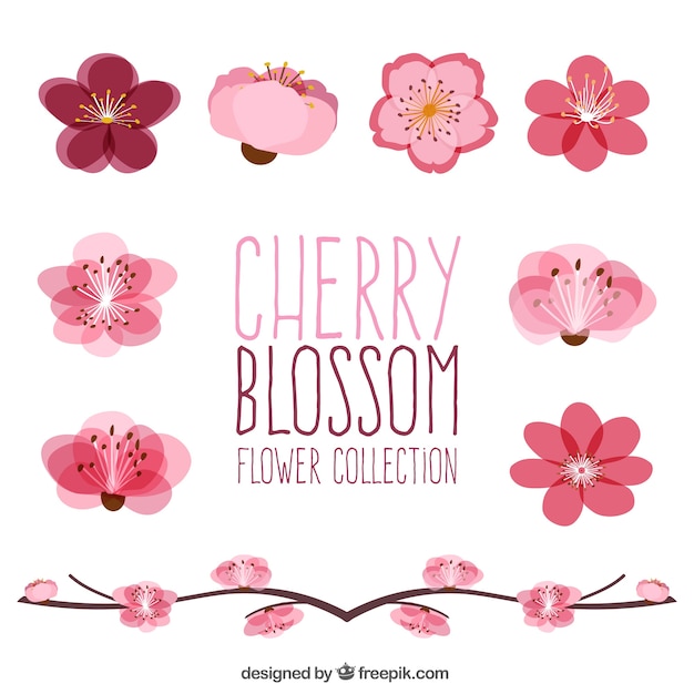 Free vector set of beautiful cherry blossoms