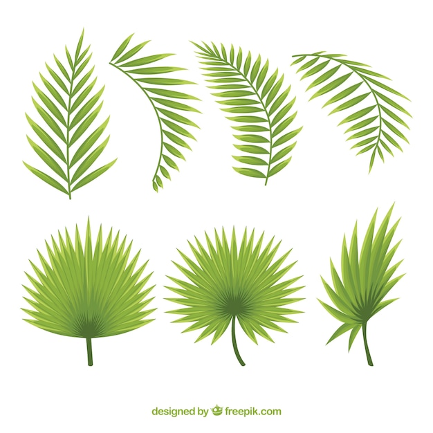 Vettore gratuito set di belle foglie di palma