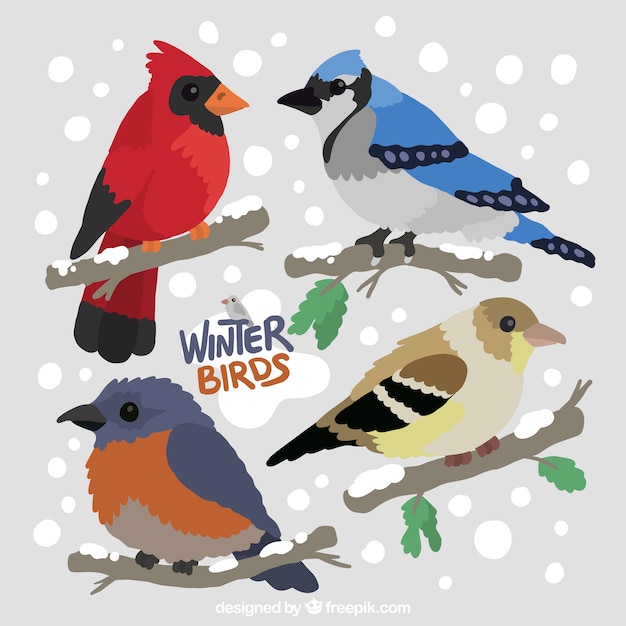 Free vector set of beautiful plumage winter birds