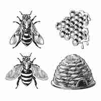 Free vector set of bee, wasp, honeycombs, hive vintage drawing