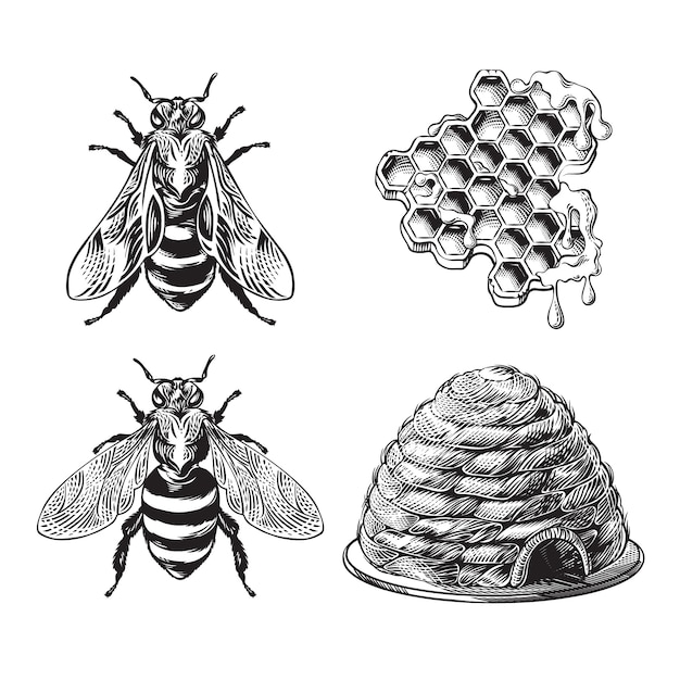 꿀벌, 말벌, 넓어짐, 하이브 빈티지 드로잉 세트