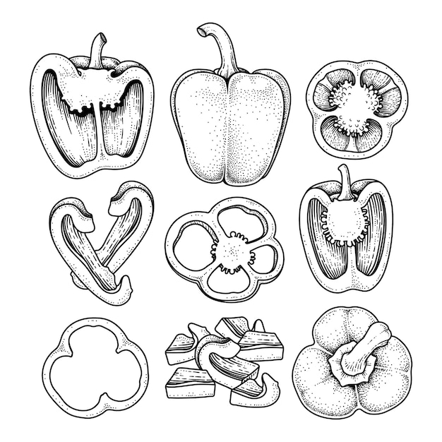 Набор сладкого перца рисованной элементов ботанической иллюстрации