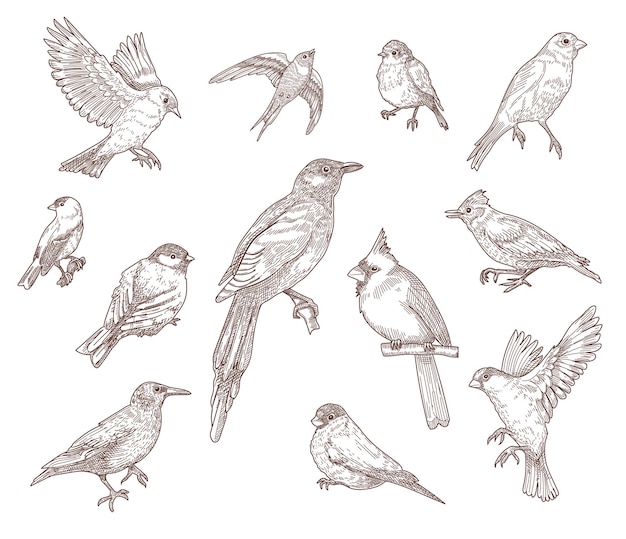 Free vector set of bird species engraved sketches illustration