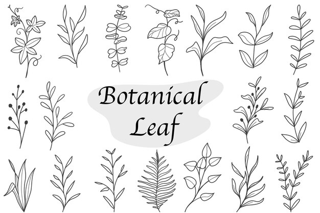 Set of botanical leaf doodle wildflower line art