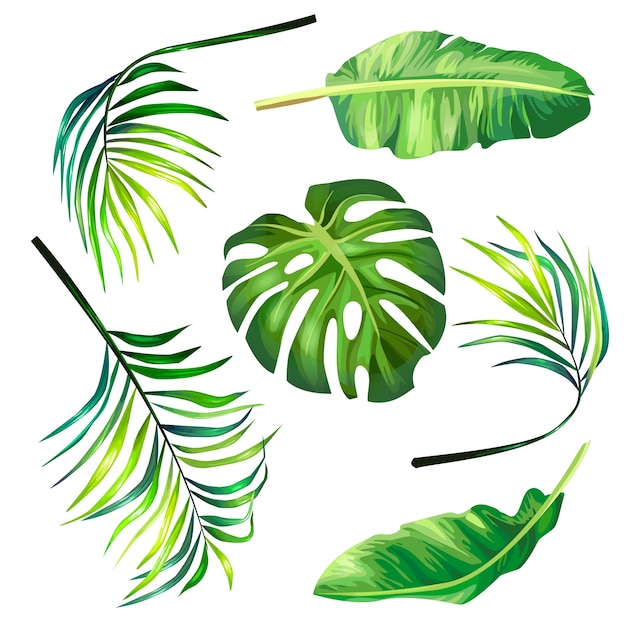 Set of botanical vector illustrations of tropical palm leaves in a realistic style.