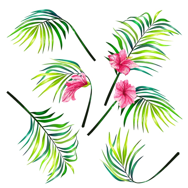 無料Vector 熱帯ヤシの植物的なベクトルイラストのセットは、現実的なスタイルで葉。