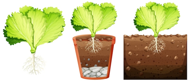 Free vector set of cabbage plant