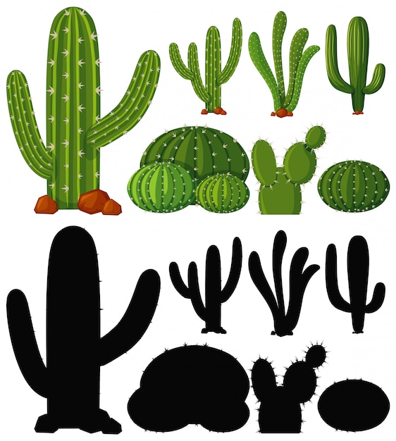 Set of cactus plant