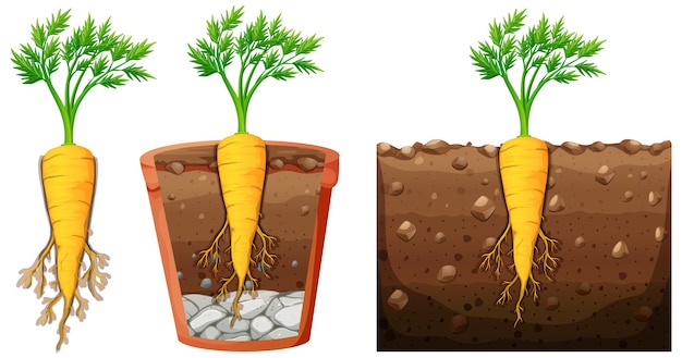 Vettore gratuito set di pianta di carota con foglie isolati su sfondo bianco