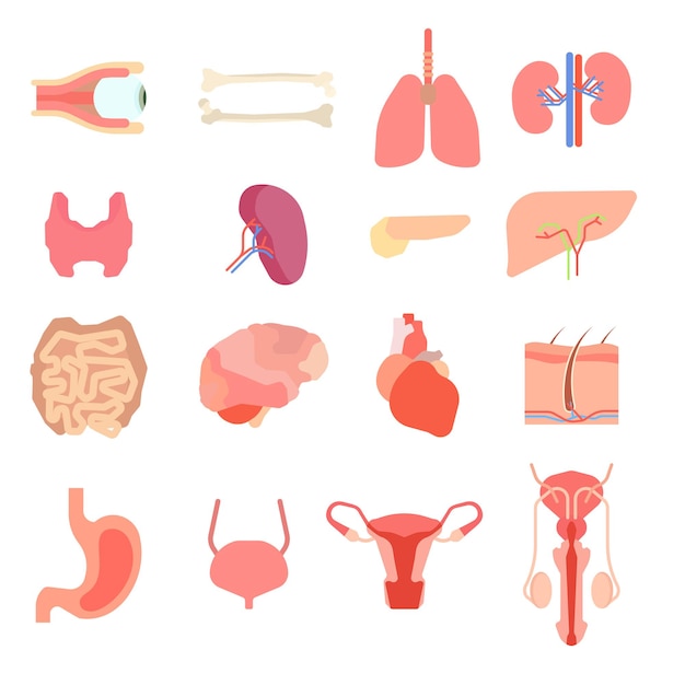 Set cartoon internal human organs