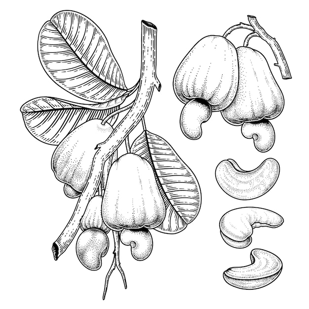 Vettore gratuito set di anacardi frutti disegnati a mano elementi illustrazione botanica