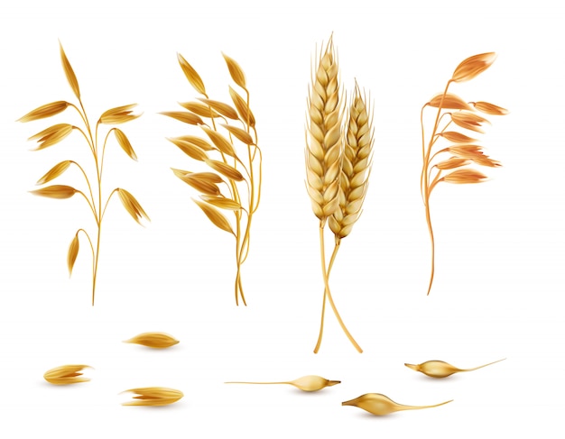 Set of cereal plants, oat spikelets, barley ears, wheat or rye with grains isolated