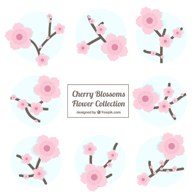 Vettore gratuito set di cherry blossom fiori con cerchi blu