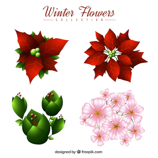 Free vector set of christmas flowers and other winter plants