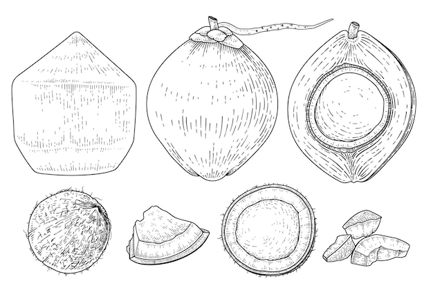 Set of Coconut hand drawn vector illustration retro style. Whole, half, shell and meat of coconut.