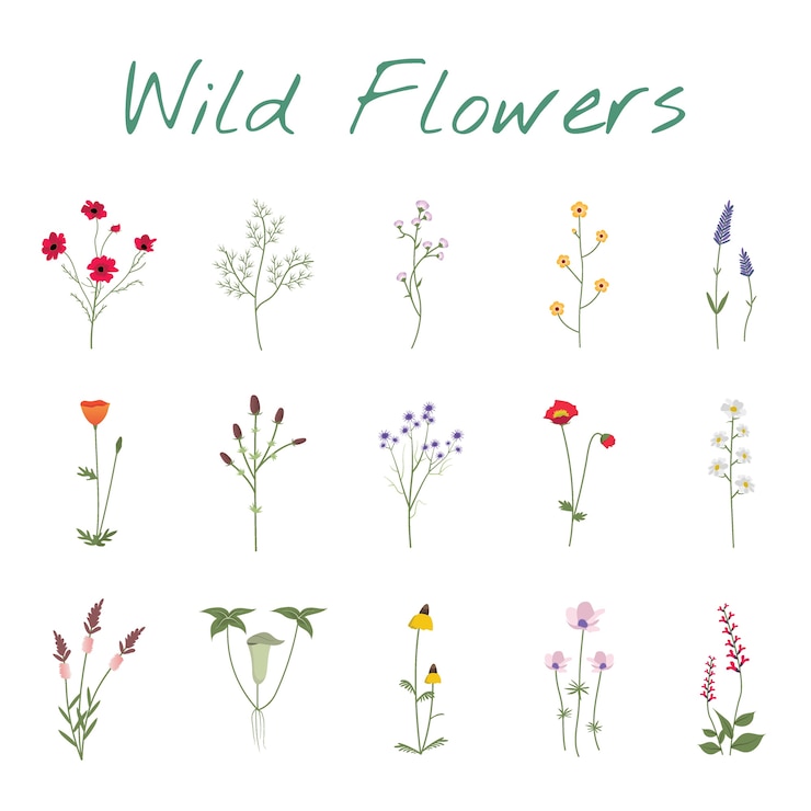 Free Vector set collection of wild flowers illustration