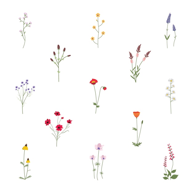 Set Collection Of Wild Flowers Vector Illustration