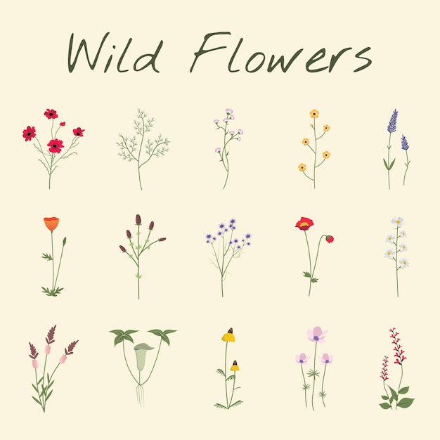 Set collection of wild flowers