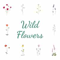 Free vector set collection of wild flowers