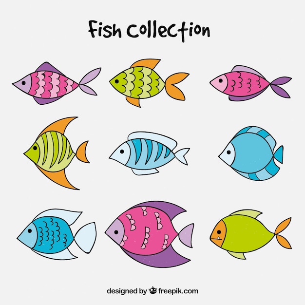 Set of colorful fish