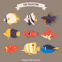 Free vector set of colorful fishes in flat style