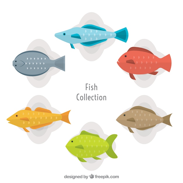 Free vector set of colorful fishes in flat style