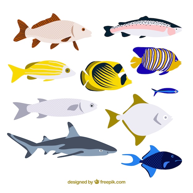 Free vector set of colorful fishes in flat style