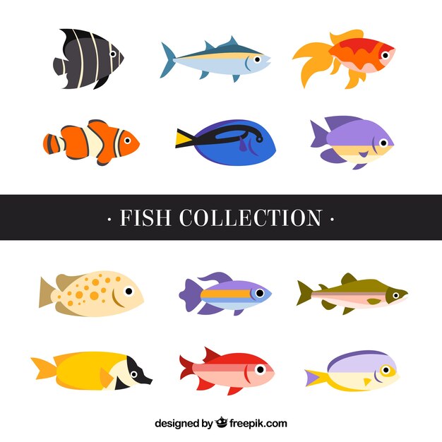 Set of colorful fishes in flat style