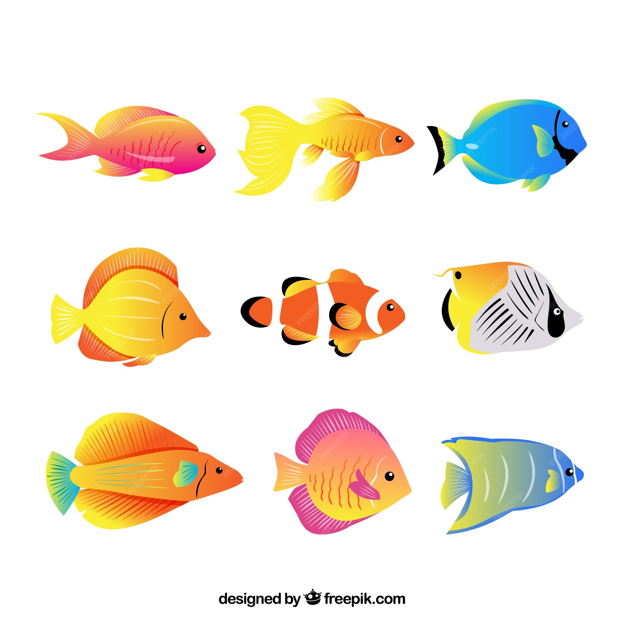 Colorful Fish Images - Free Download on Freepik