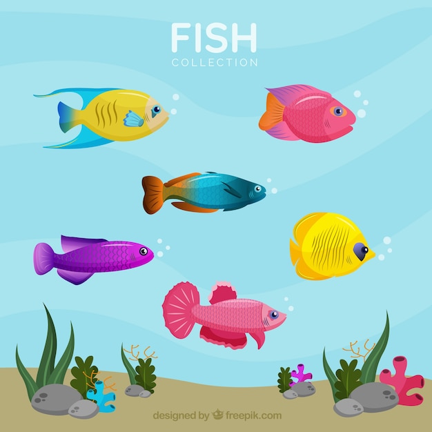 Free vector set of colorful fishes in hand drawn style