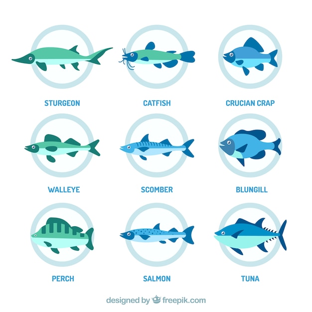 Free vector set of colorful fishes in hand drawn style