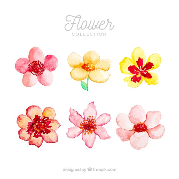 Set of colorful flowers in watecolor style