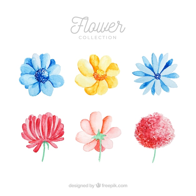 Set of colorful flowers in watecolor style